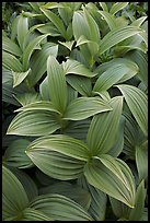 Close-up of leaves, Marmot Meadows. Kenai Fjords National Park, Alaska, USA.