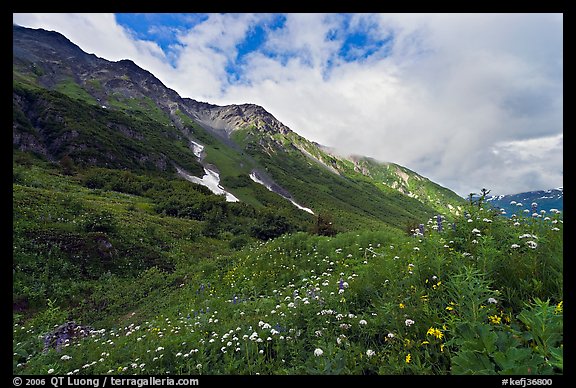 Open view of verdant alpine hills, Marmot Meadows. Kenai Fjords National Park, Alaska, USA.