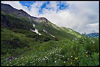 Open view of verdant alpine hills, Marmot Meadows. Kenai Fjords National Park, Alaska, USA.