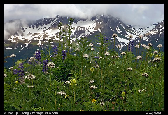 Flowers and peaks, Marmot Meadows. Kenai Fjords National Park (color)