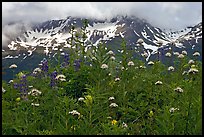 Flowers and peaks, Marmot Meadows. Kenai Fjords National Park ( color)