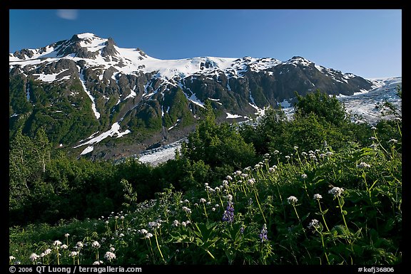 White wildflowers and peak, Marmot Meadows. Kenai Fjords National Park, Alaska, USA.