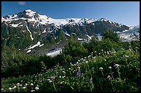 White wildflowers and peak, Marmot Meadows. Kenai Fjords National Park, Alaska, USA.