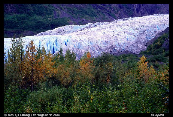 Trees and exit glacier, fall. Kenai Fjords National Park, Alaska, USA.