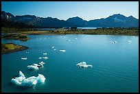 Aerial View of icebergs in Pedersen Lagoon. Kenai Fjords National Park ( color)