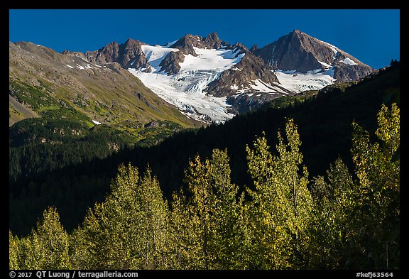 Trees in autumn and glaciers on Phoenix Peak. Kenai Fjords National Park (color)