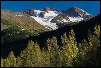 Trees in autumn and glaciers on Phoenix Peak. Kenai Fjords National Park ( color)