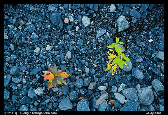Close-up of two sapplings on soil recently uncovered by Exit Glacier. Kenai Fjords National Park (color)