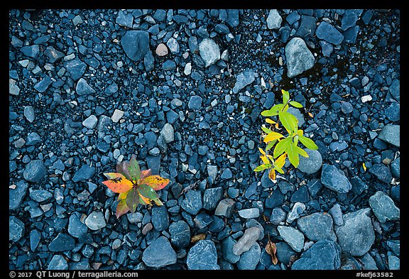 Close-up of two sapplings on soil recently uncovered by Exit Glacier. Kenai Fjords National Park, Alaska, USA.