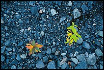 Close-up of two sapplings on soil recently uncovered by Exit Glacier. Kenai Fjords National Park, Alaska, USA.