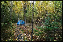 Campground. Kenai Fjords National Park, Alaska, USA.