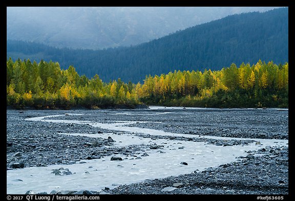 Stream and trees in autumn foliage, Exit Glacier outwash plain. Kenai Fjords National Park (color)