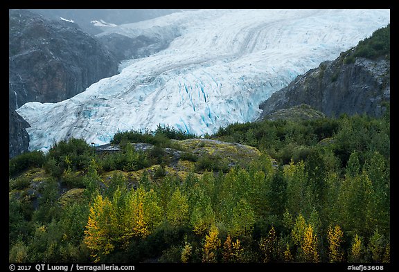 Trees in fall foliage and Exit Glacier. Kenai Fjords National Park (color)