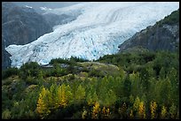 Trees in fall foliage and Exit Glacier. Kenai Fjords National Park, Alaska, USA.