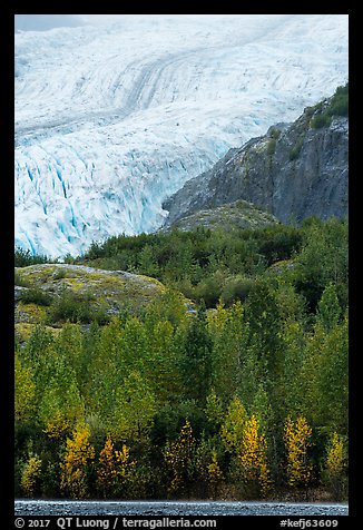 Exit Glacier above trees in autumn foliage. Kenai Fjords National Park, Alaska, USA.