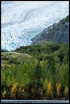 Exit Glacier above trees in autumn foliage. Kenai Fjords National Park ( color)