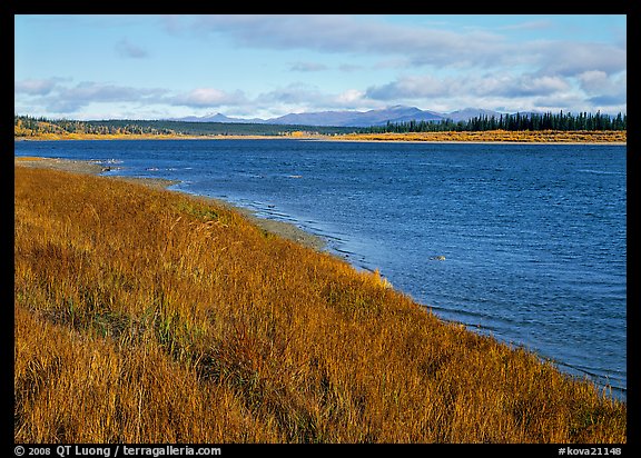 Grasses and rivershore. Kobuk Valley National Park (color)