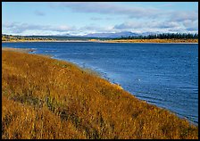 Grasses and rivershore. Kobuk Valley National Park ( color)