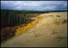 The edge of the Great Sand Dunes with boreal forest below. Kobuk Valley National Park, Alaska, USA.