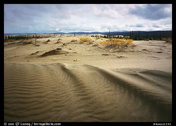 Sand ripples in Arctic dune field. Kobuk Valley National Park, Alaska, USA.