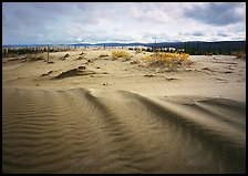 Sand ripples in Arctic dune field. Kobuk Valley National Park, Alaska, USA. (color)