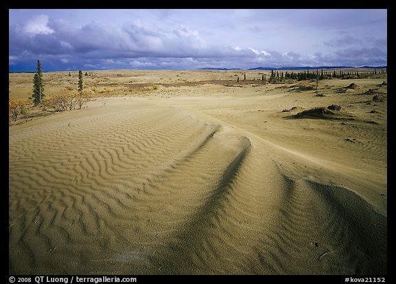 Sand dunes with spruce trees. Kobuk Valley National Park (color)