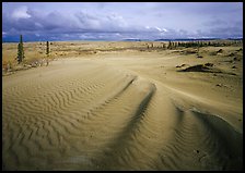Sand dunes with spruce trees. Kobuk Valley National Park, Alaska, USA.