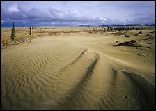 Sand dunes with spruce trees. Kobuk Valley National Park, Alaska, USA. (color)