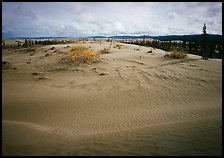 Dune field with boreal forest in the distance. Kobuk Valley National Park, Alaska, USA.