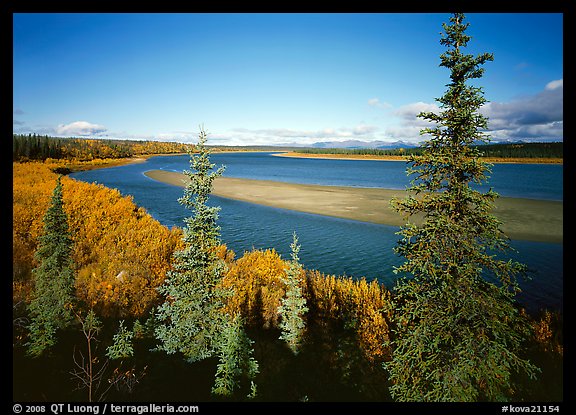 Kobuk river and sand bar seen through Spruce trees. Kobuk Valley National Park, Alaska, USA.