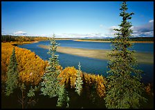 Kobuk river and sand bar seen through Spruce trees. Kobuk Valley National Park, Alaska, USA.