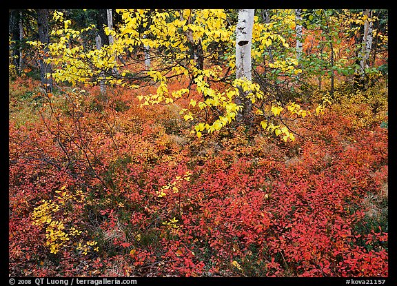 Red Berry leaves and yellow tree leaves in forest. Kobuk Valley National Park (color)