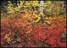 Red Berry leaves and yellow tree leaves in forest. Kobuk Valley National Park, Alaska, USA. (color)