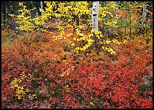 Red Berry leaves and yellow tree leaves in forest. Kobuk Valley National Park, Alaska, USA.