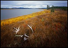 Caribou antlers, tundra in autumn color, and Kobuk River. Kobuk Valley National Park, Alaska, USA.