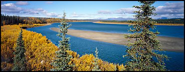 Northern river scenery seen through spruce trees. Kobuk Valley National Park (Panoramic color)