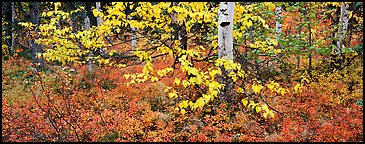 Forest floor and leaves in autumn color. Kobuk Valley National Park (Panoramic color)