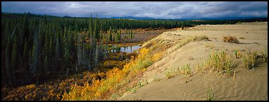 Sand dunes and boreal forest. Kobuk Valley National Park, Alaska, USA.