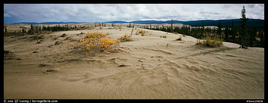 Arctic sand dune landscape. Kobuk Valley National Park, Alaska, USA.