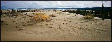 Arctic sand dune landscape. Kobuk Valley National Park (Panoramic color)