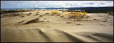 Arctic dune field. Kobuk Valley National Park (Panoramic color)