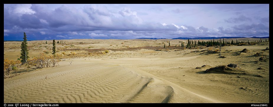 Sand dunes with spruce trees. Kobuk Valley National Park (color)