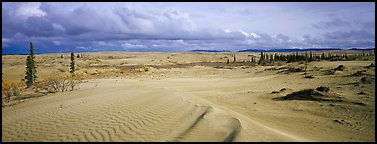 Sand dunes with spruce trees. Kobuk Valley National Park, Alaska, USA.