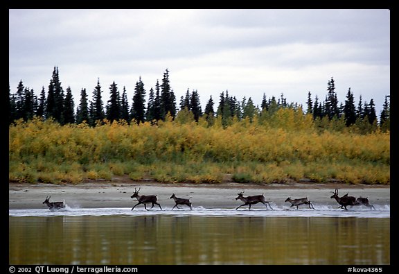 Caribou crossing the Kobuk River during their fall migration. Kobuk Valley National Park (color)