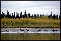 Caribou crossing the Kobuk River during their fall migration. Kobuk Valley National Park, Alaska, USA.