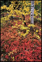 Berry plants and trees in fall colors at Onion Portage. Kobuk Valley National Park, Alaska, USA.