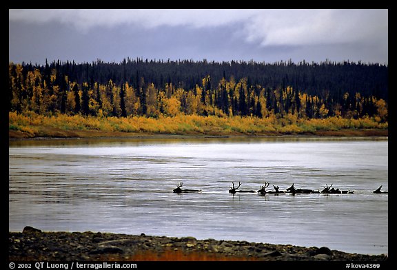 Caribou swimming across the Kobuk River during their fall migration. Kobuk Valley National Park (color)
