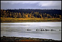 Caribou swimming across the Kobuk River during their fall migration. Kobuk Valley National Park, Alaska, USA.