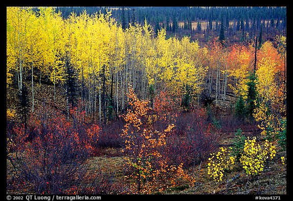 Berry plants and trees in autumn colors near Kavet Creek. Kobuk Valley National Park, Alaska, USA.