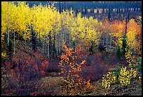 Berry plants and trees in autumn colors near Kavet Creek. Kobuk Valley National Park, Alaska, USA.